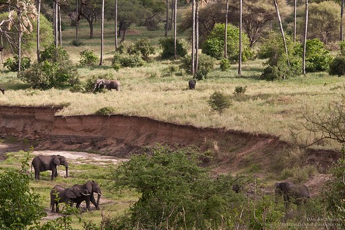 africa travel wild elephant 20d canon landscape tanzania place wildlife sigma safari tarangire 2014 viewfromahighplace