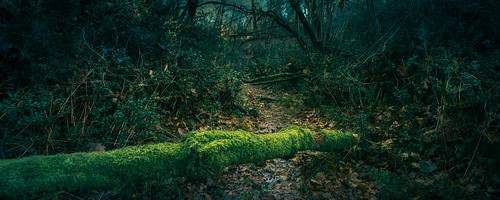 winter france moss photographie paysage forêt mousse leslandes arengosse