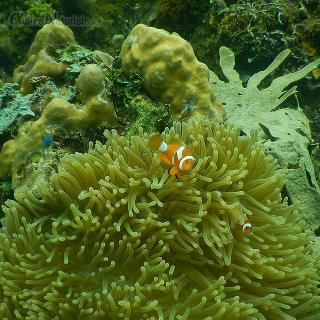 clown fish coral reef 0001 Raja Ampat, Papua, Indonesia