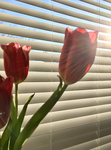 amerrao rao sunrise mississauga canada spring april tulips lovetulips passion desi amir realtor