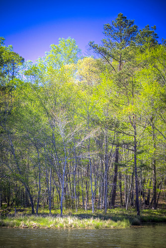 arabia lake mount mountain forest woods nature plants botany trail beautiful atlanta georgia serene honeysuckle hike path bridge outcropping lithonia unitedstates