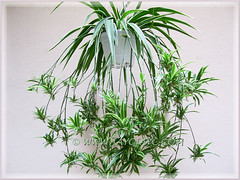 Chlorophytum comosum 'Variegatum' (White/White-edged Spider Plant, Variegated Spider Ivy, Ribbon/Airplane Plant)