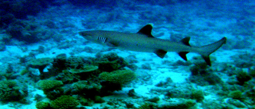 underwater diving sharks maldives photoshop7 mdv ariatoll whitetipreefsharks angaga canonixus70 angagahousereef