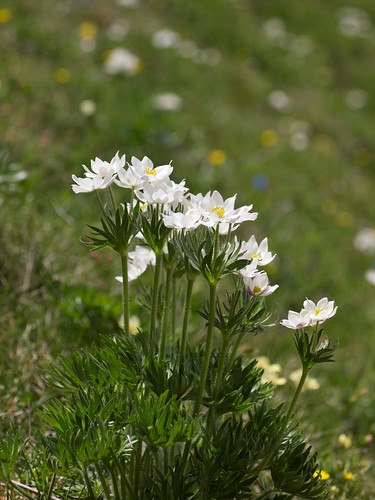 italy white plant flower flora italia anemone fiori abruzzo laquila gransasso