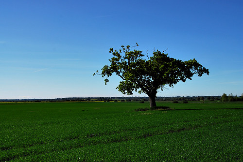 blue tree green landscape countryside kent nikon day view farmland clear redhill fields d200 lonetree lonelytree appledore tenterden 18200mmvr
