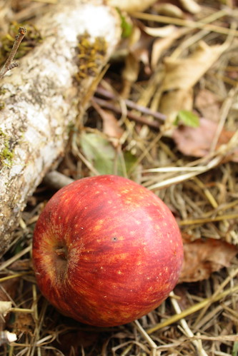 nature fruit canon landscape outside outdoors apples wildfruit canonefs1855mmf3556is canoneosrebelt1i