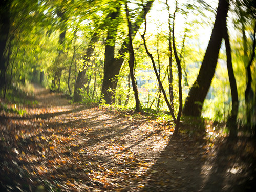 autumn green nature colors yellow forest path naturallight olympus omd 25mm em5