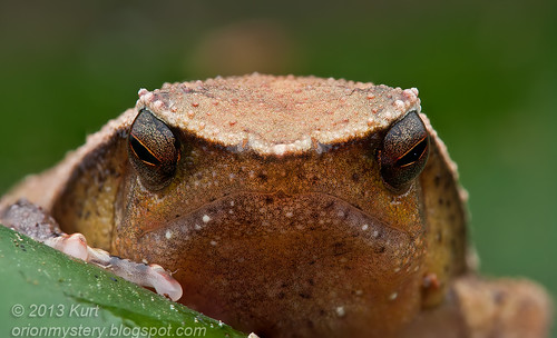 Red-sided Sticky Frog (Kalophrynus pleurostigma) IMG_3243 stk copy