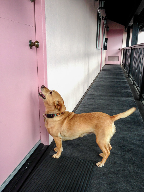 Dog friendly hotel in Carmel-by-the-Sea, California | Hofsas House