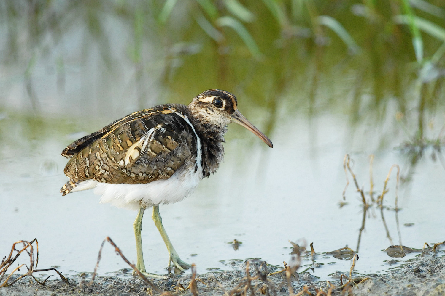 Painted_Snipe_8224