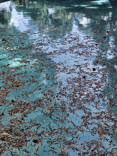 Leaves in the pool