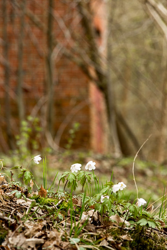 bokeh branch flower grass landscape spring боке весна ветви ветка веткадерева пейзаж трава цветок