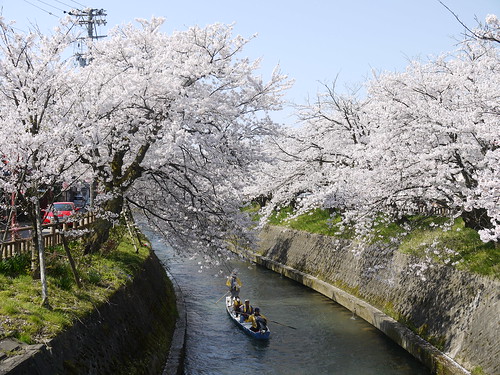 富山 高岡市 river 岸渡川 桜 boat toyama takaoka japan spring