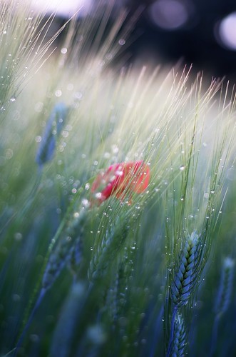 pentax k5 spring 2016 green countryside lazio italy colors field perspective outdoor depthoffield plant smcpentaxm50mmf17 grass poppy bokeh evening droplets wheat landscape stefanorugolo