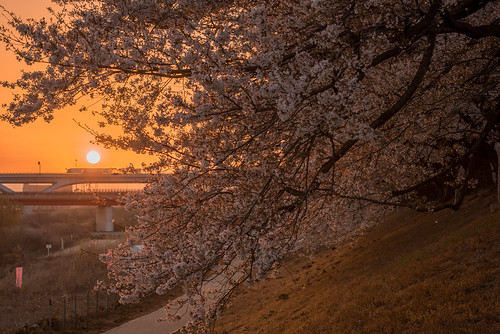 八幡市 京都府 japan kyoto 背割堤 淀川 川 river 桜 日の出 sunrise cherry