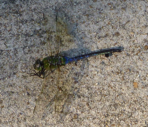 dragonfly birding missouri anaxjunius otterslough