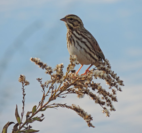 passerculussandwichensis sparrow bird maryland bonniecoatesott