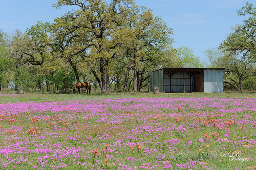 horse barn texas wildflowers wilsoncounty cr3335