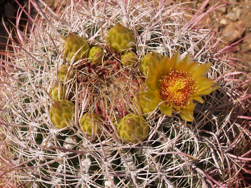 PCT San Felipe Hills - Barrel Cactus Flower