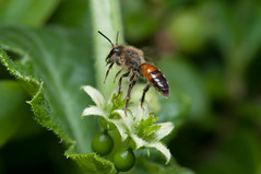 Andrena florea - Photo of Saint-Vincent-de-Lamontjoie