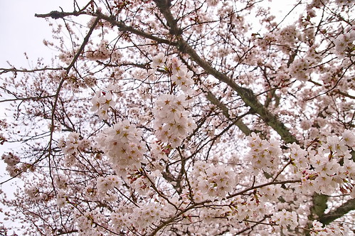 【写真】2013 桜 : 醍醐寺/2021-10-20/IMGP9032