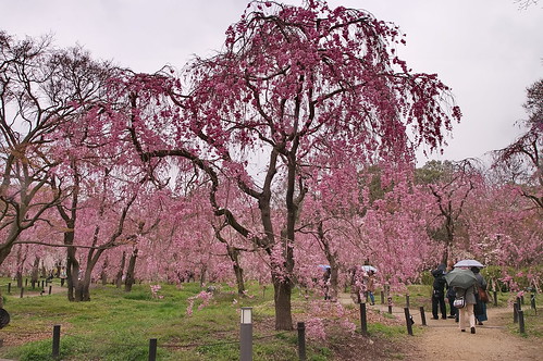 【写真】2013 桜 : 京都府立植物園/2020-12-16/IMGP9461