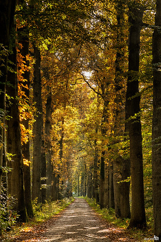 autumn trees holland fall leaves canon bomen shadows path herfst pad nederland thenetherlands sunny explore gelderland ermelo bladeren schaduwen zonnig staverden canonef24105mm slicesoftime bracom canoneos5dmkiii bramvanbroekhoven