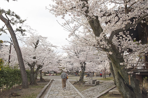 【写真】2014 桜 : 立本寺/2020-03-01/IMGP5757
