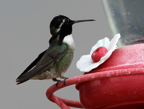 bird on the feeder