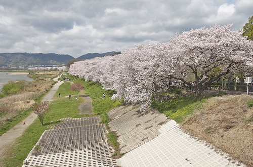 【写真】2014 桜 : 背割堤/2020-12-09/IMGP5798