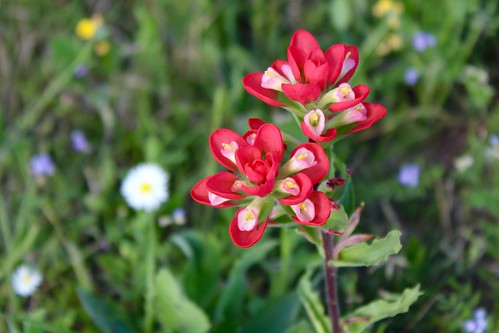goliad state park texas flower wildflower
