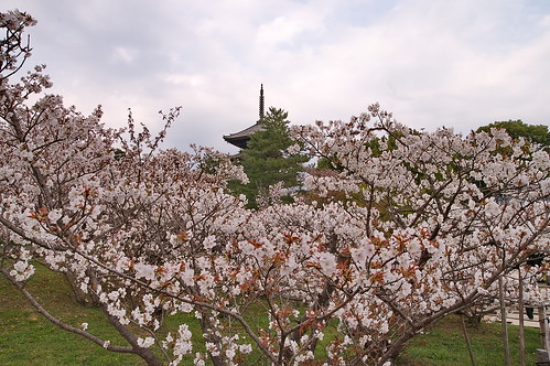 【写真】2013 桜 : 仁和寺/2020-10-17/IMGP0034