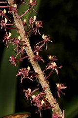 09 Liparis rheedii - Poring Orchid Garden 2011-11-07 03