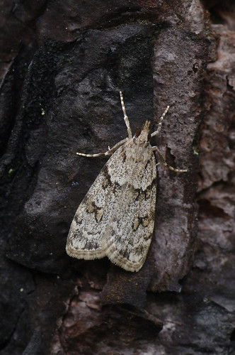 fauna butterfly estonia pentax moth eesti k7 liblikas ööliblikas pentaxk7