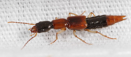 insect beetle coleoptera staphylinidae paederinae homaeotarsus northcarolina coastalplain medocmountain fieldtrip medoc20130710 eol taxonomy:genus=homaeotarsus canonmpe65mmf2815xmacrophoto