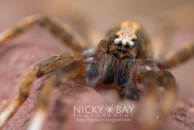 Wandering Spider (Ctenidae) - DSC_0179