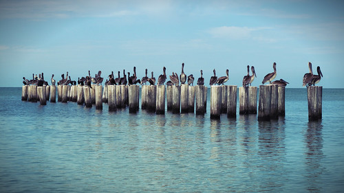 gulfofmexico florida pelican naplesflorida