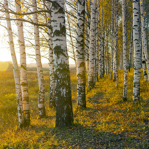 autumn light sunset fall nature sunshine forest canon russia outdoor birch birches 600d vyatka sergeyponomarev