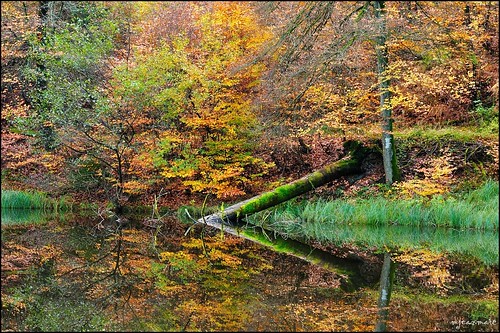 autumn trees nature water forest automne landscape nikon herbst arbres paysage tamron reflexion reflets sousbois d90 vosgesdunord foréts sp70300divcusd