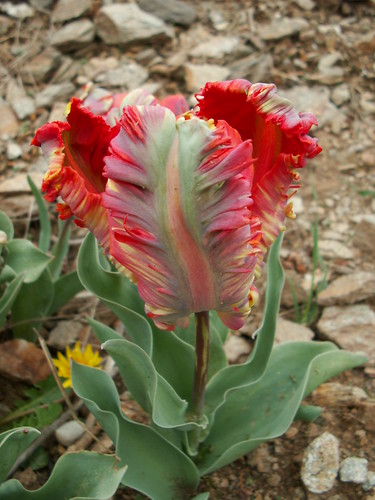 Tulipa sp.