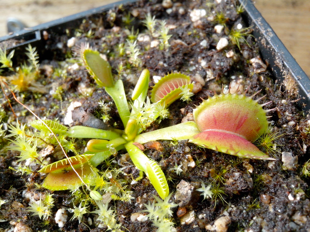 Dionaea Charly mandon's Spotted no plan fresh 10 seeds