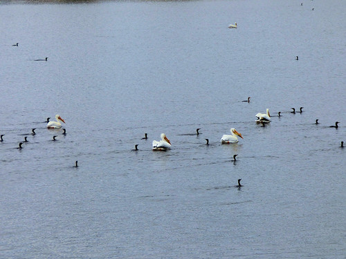 pelicans cormorants czechlandlake nebraska