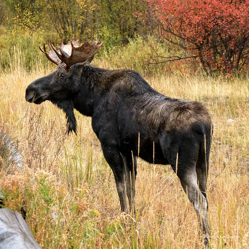 moosewilsonrd grandtetonnp moose bull nature wildlife mammls animal grass nikon d500