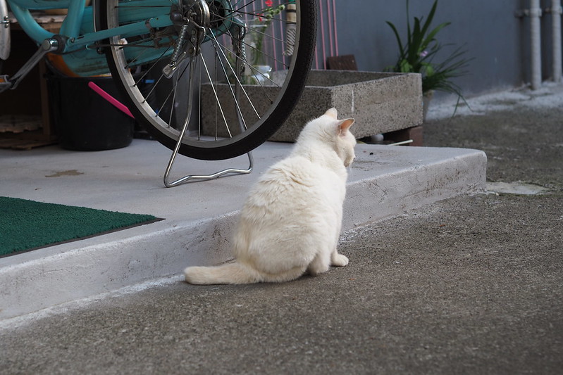 池袋四丁目のギャング顔な白猫