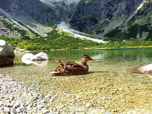 hiking green wild water rocks mountains hills iphone lake duck nature travel hightatras slovakia