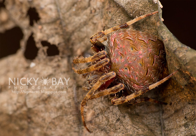 Orb Web Spider (Araneidae) - DSC_7362