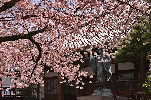 【写真】2013 桜 : 墨染寺/2020-12-18/IMGP9651
