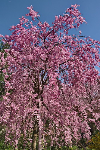 【写真】2013 桜 : 原谷苑（２）/2021-02-05/IMGP9969