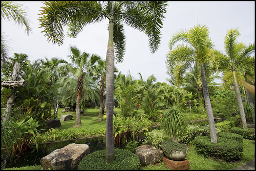 Palm Garden - Palm Trees