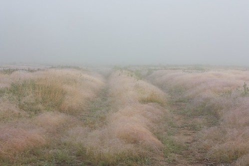 mist grass fog tocategorize